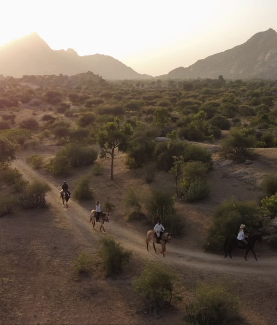 Indian Wildlife | Ameliya Safaris